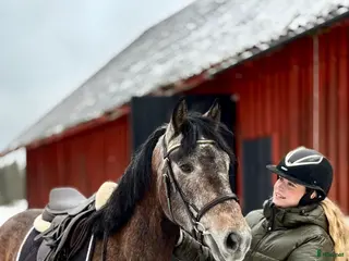 hästar ❣️Sötaste charmören❣️ - Annons 4