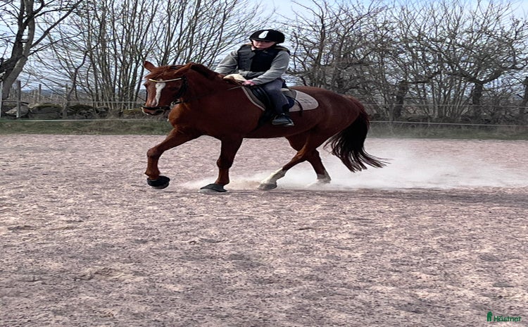  hästar i Villands Vånga - Annons 5