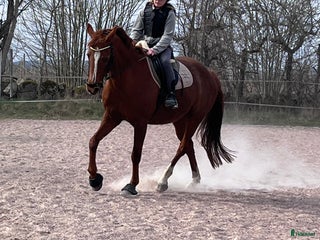 hästar i Villands Vånga - Annons 1