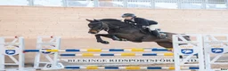 Hoppning hästar till salu: Kvalitetshäst för framtiden  - Annons 8
