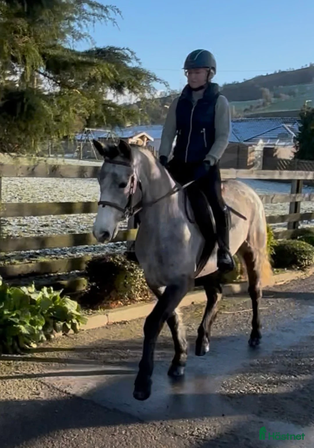 Allround hästar till salu: Beautiful Connemara Filly i Stockholm - Annons 9