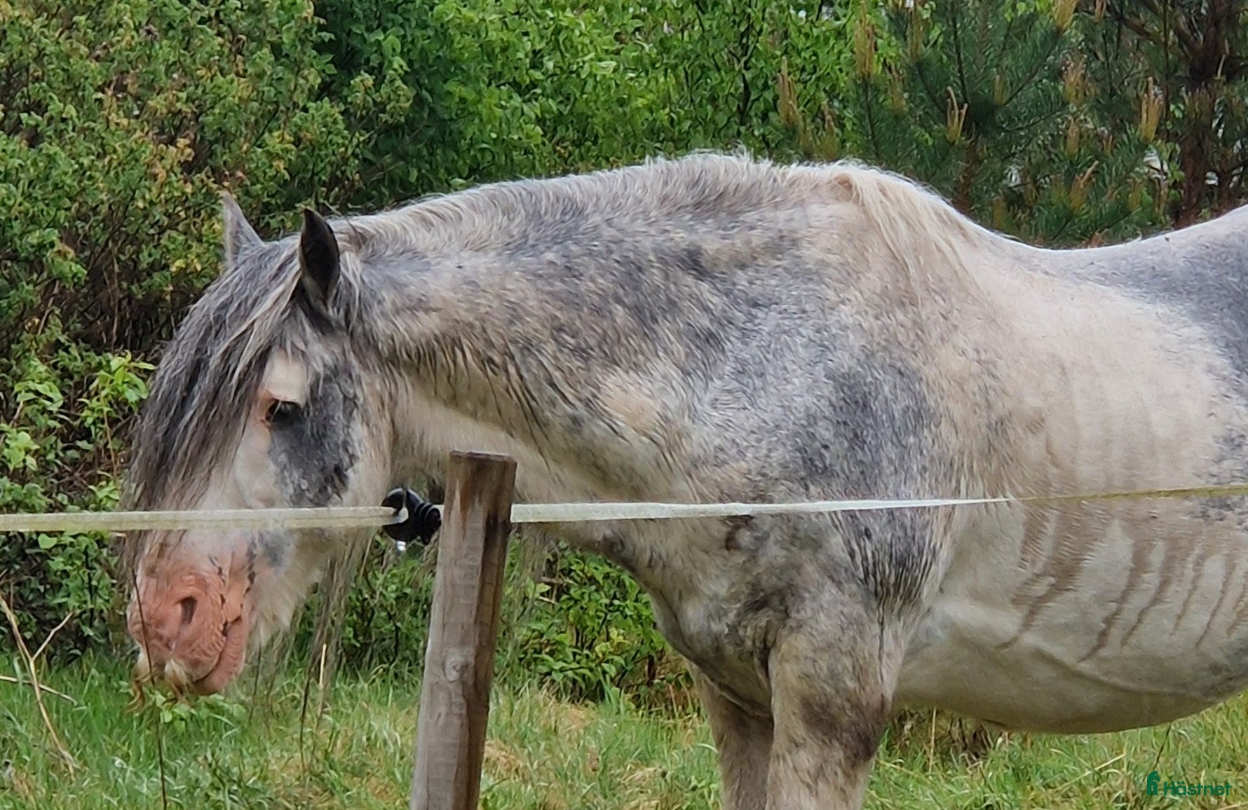  hästar Världens snällaste hingst söker sitt sista hem! - Annons 1