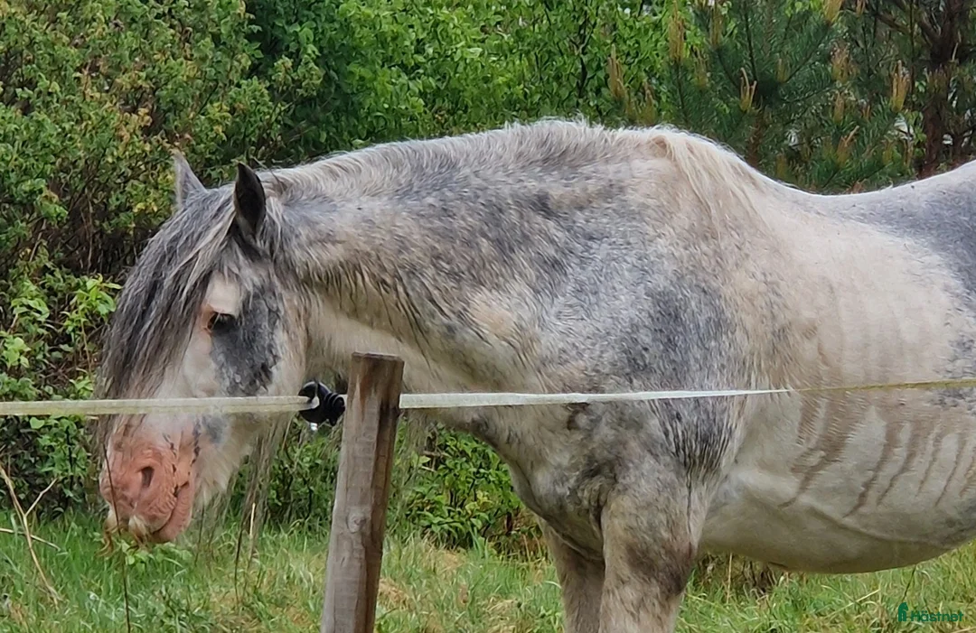 Sällskap hästar till salu: Världens snällaste hingst söker sitt sista hem! i Tranemo - Annons 1