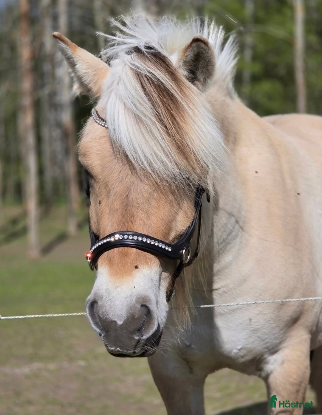 Schabrak & Vojlockar hästutrustning till salu: Häst grejer  i Ulrika - Annons 3