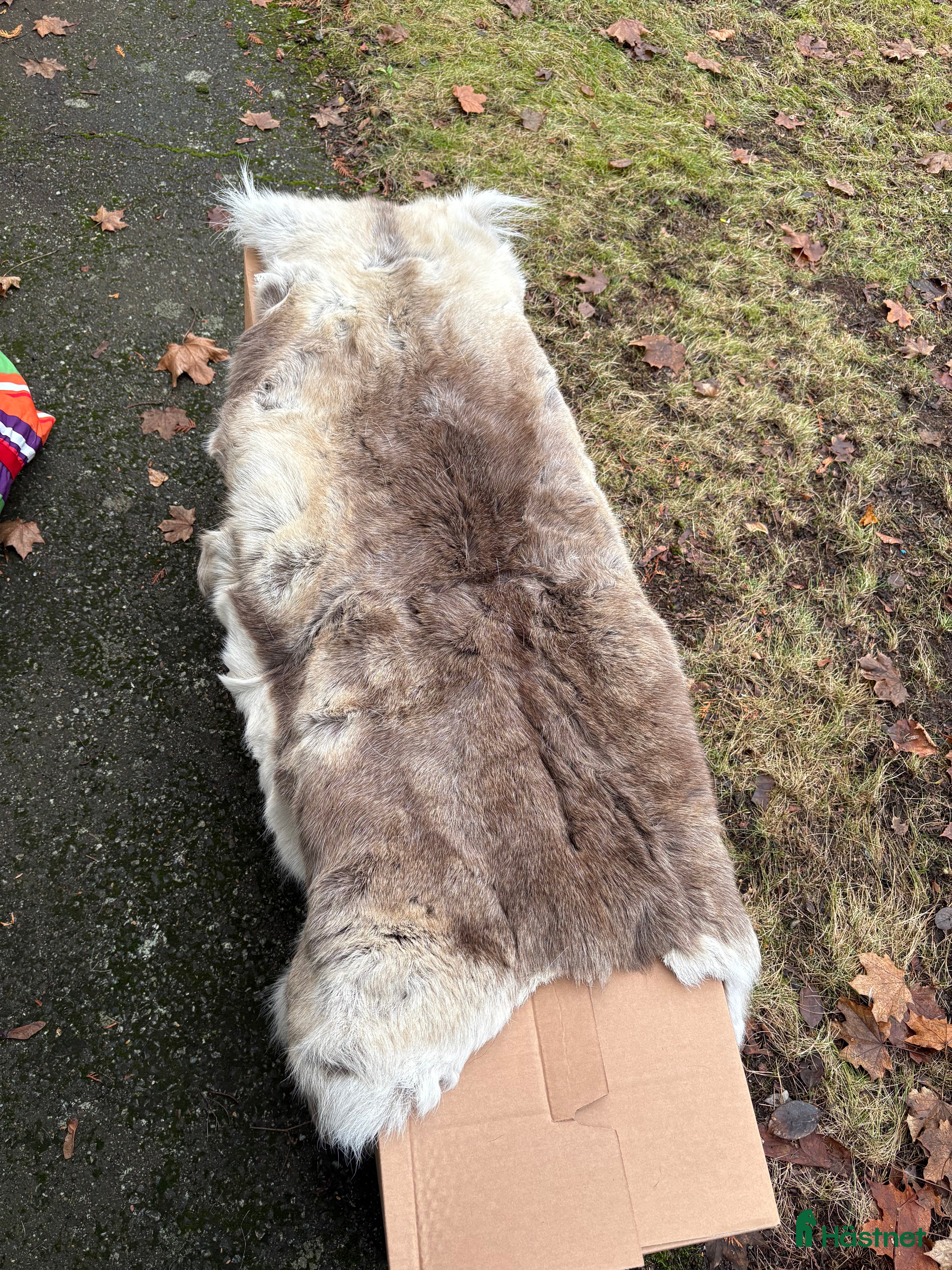 Schabrak & Vojlockar hästutrustning till salu: Begagnat renfäll i Huddinge - Annons 21