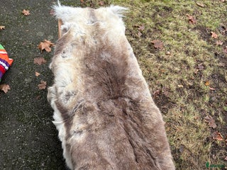 Schabrak & Vojlockar hästutrustning till salu: Begagnat renfäll i Huddinge - Annons 5