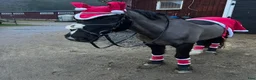 Sällskap hästar till salu: Världens bästa Ludde ❤️ - Annons 3