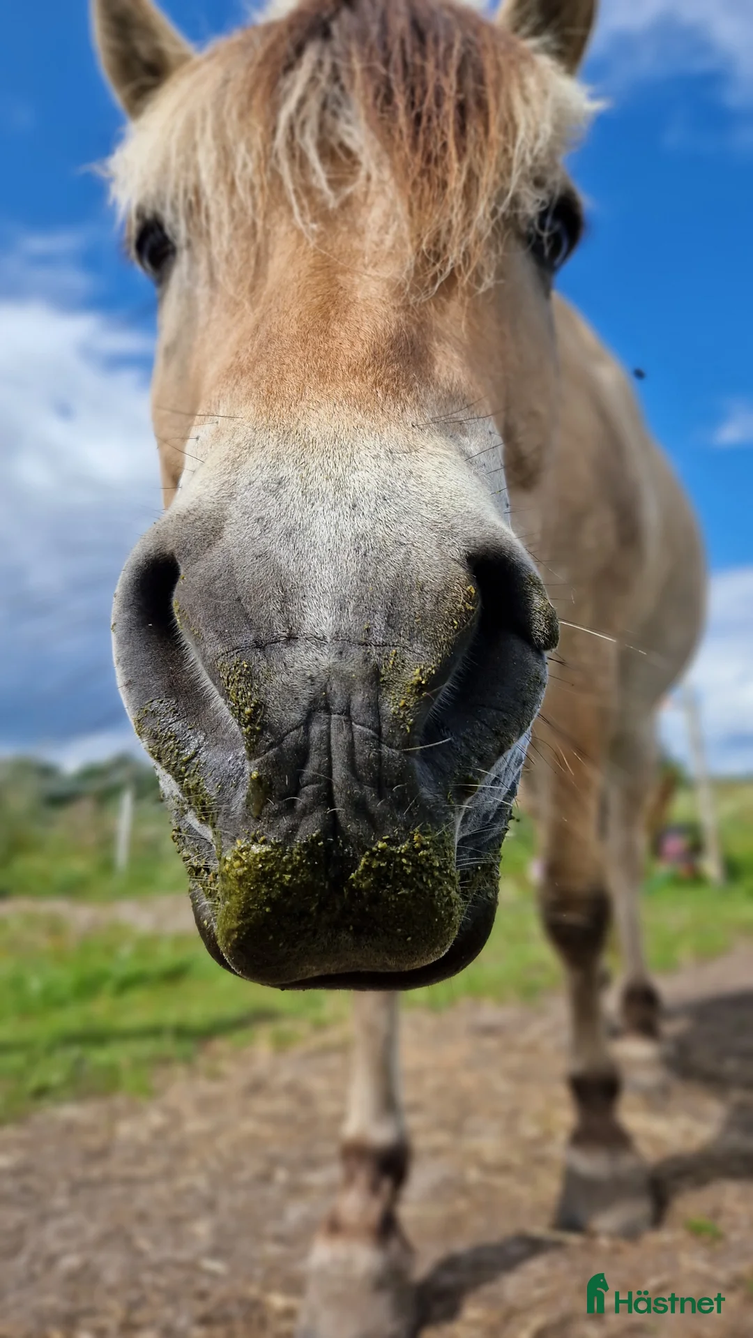 Allround hästar till salu: Välutbildad valack som älskar att hoppa i Skövde - Annons 4