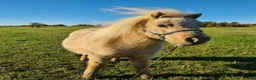 Allround hästar till salu: Fint Minishetlands sto - Annons 3