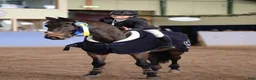Hoppning hästar till salu: 🌟 Unik läromästare -CH/Övergångshäst 🌟 - Annons 3