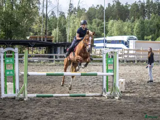 hästar søker hest - Annons 3