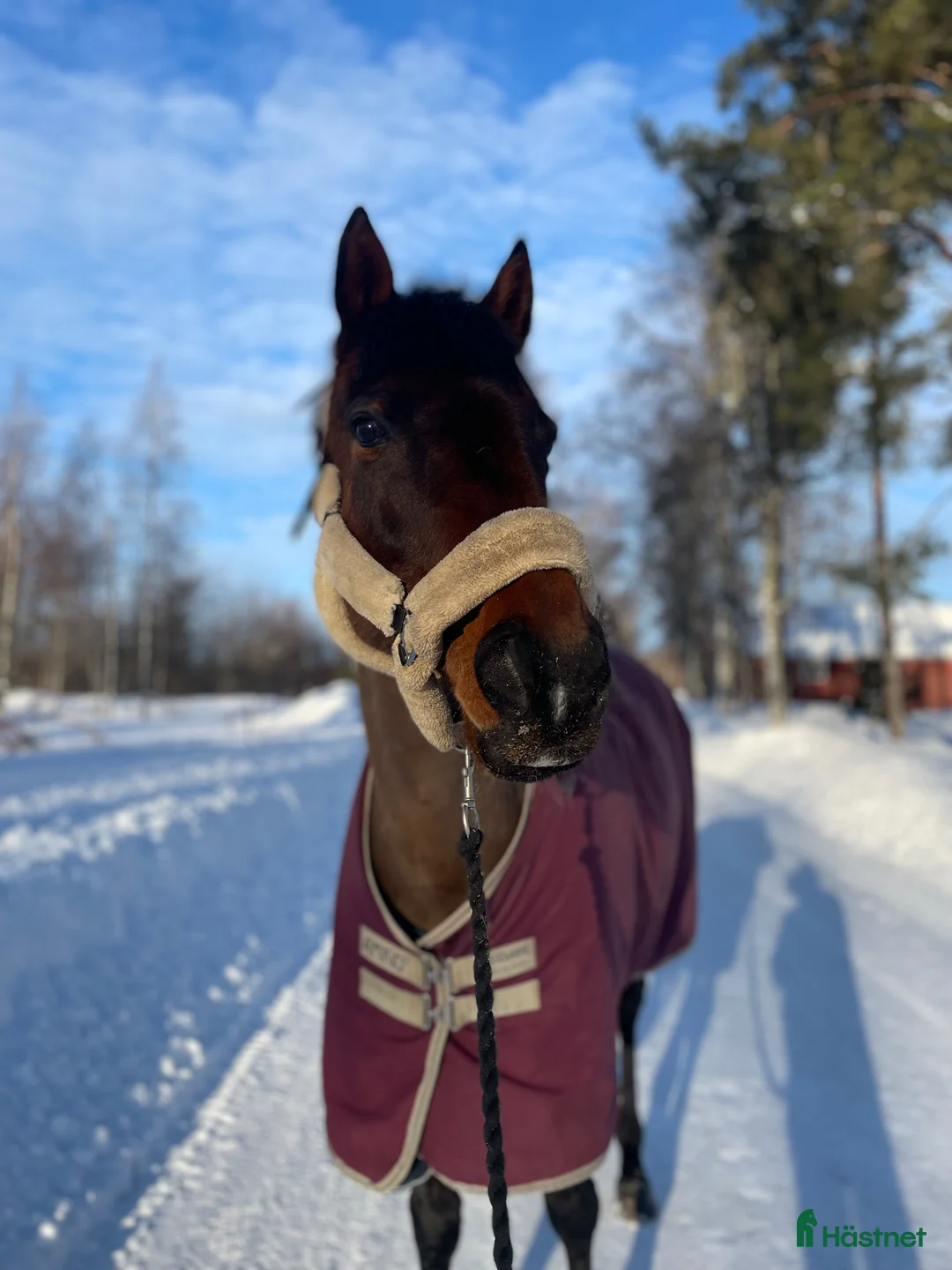 Allround hästar till salu: En bästa vän  i Njurunda - Annons 2