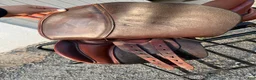 Sadlar hästutrustning till salu: Claridge house saddlery  i Hajom - Annons 4