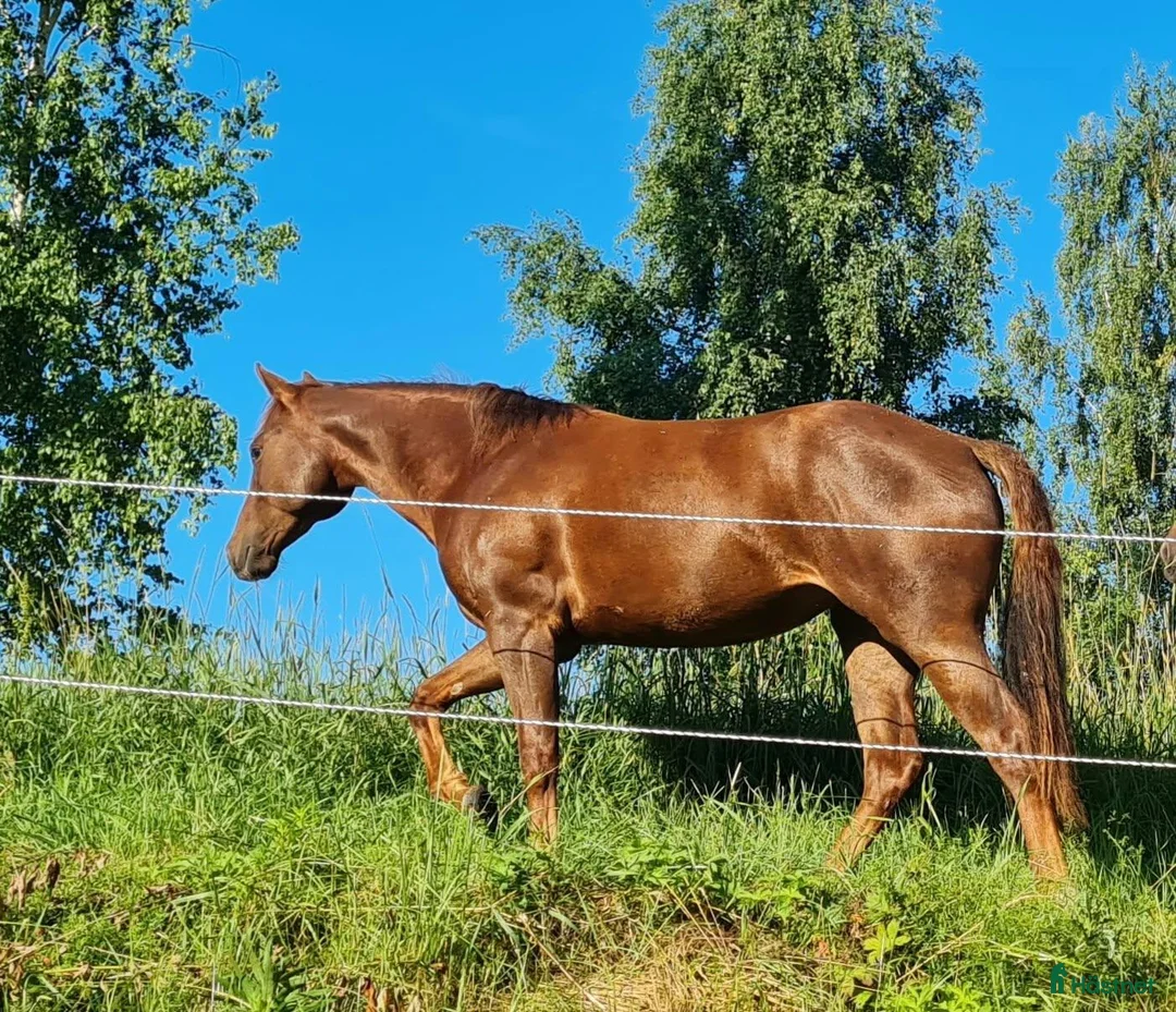 Western hästar till salu: Quartersto -24 - Annons 1