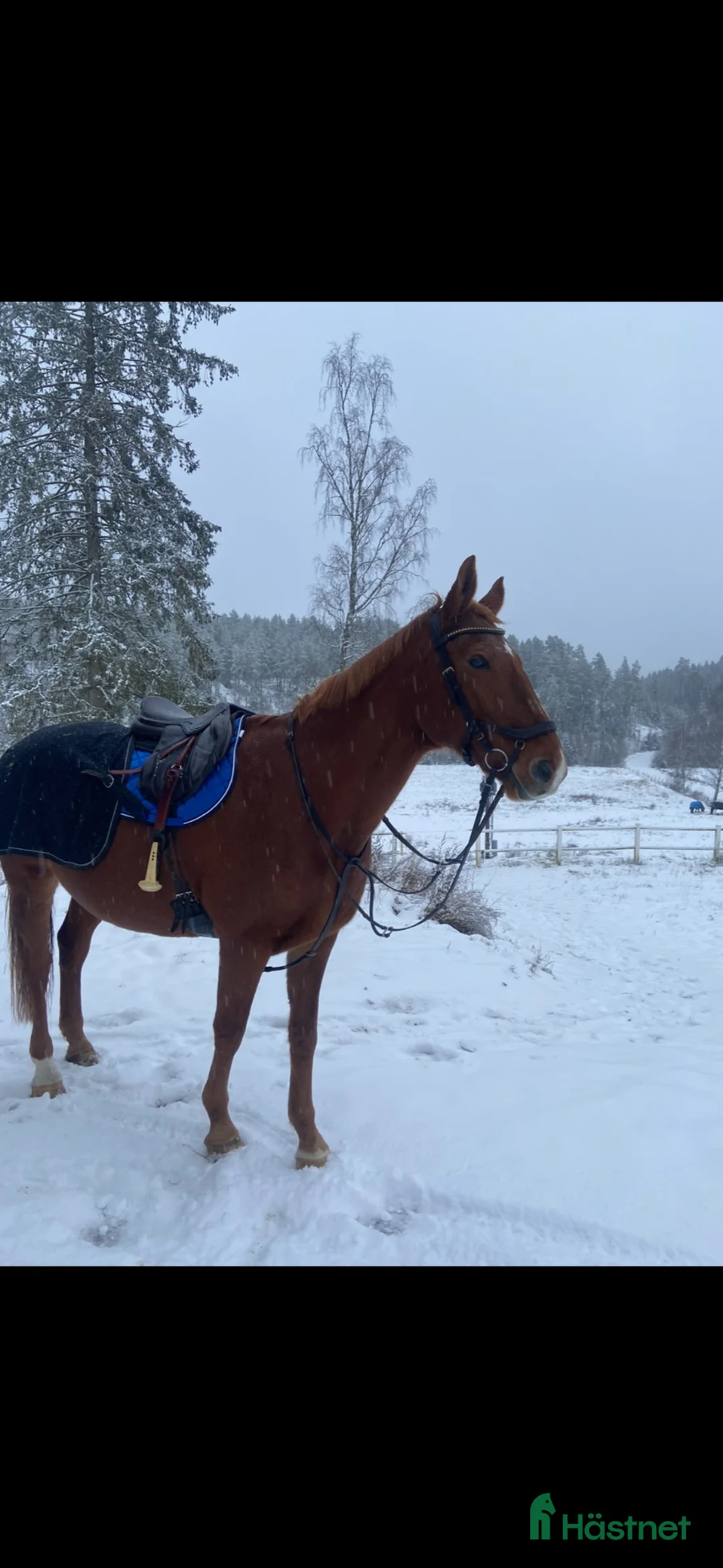 Allround hästar till salu: Läromästare söker sitt sista, kärleksfulla hem ❤️ - Annons 6