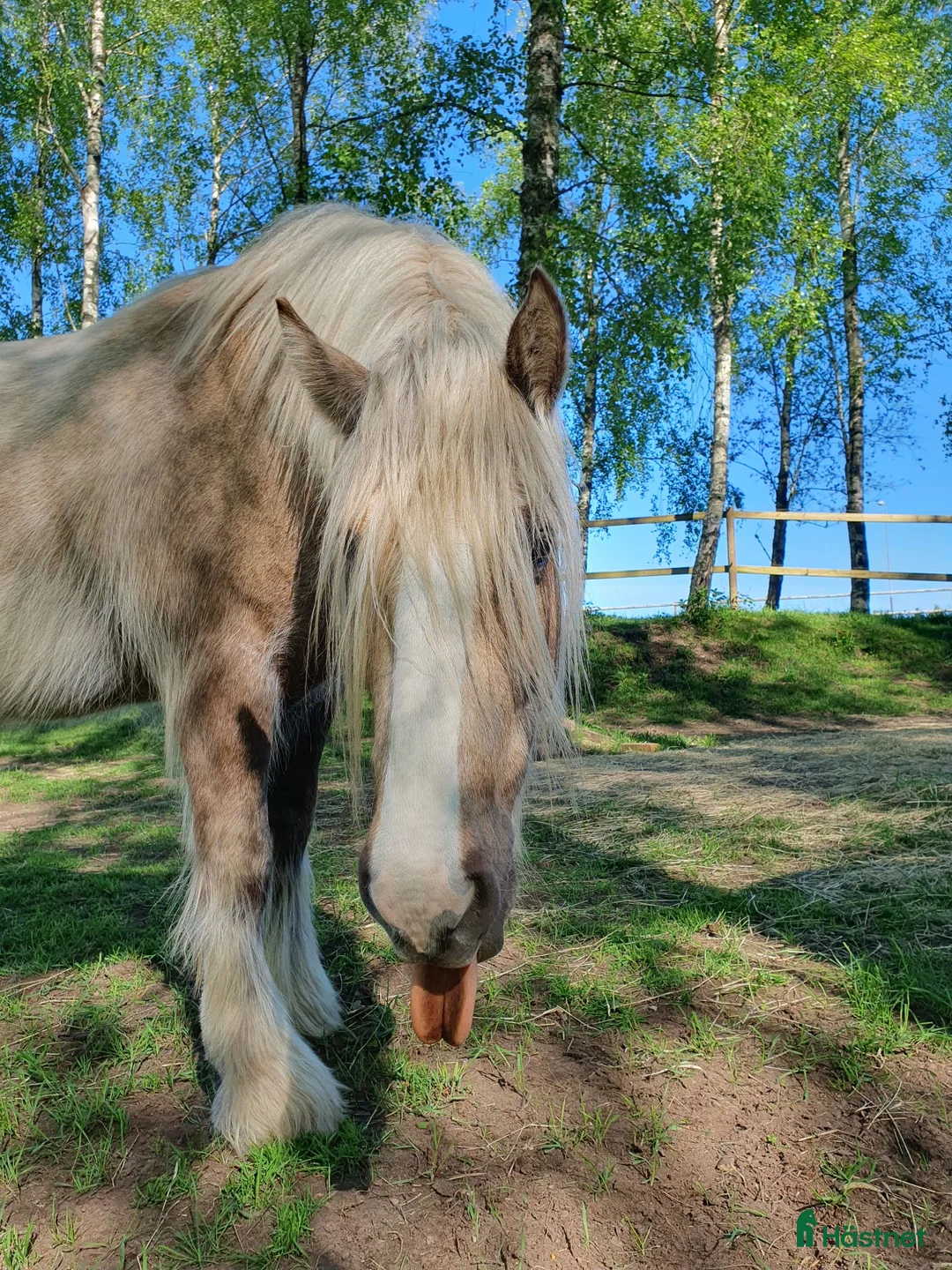 Allround hästar till salu: Charmige Herkules  i Eldsberga - Annons 5