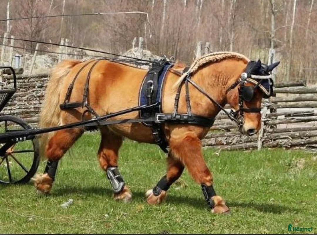 Körselar körning till salu: Drive Out Duo Plus Sele Shettis svart  - Annons 1