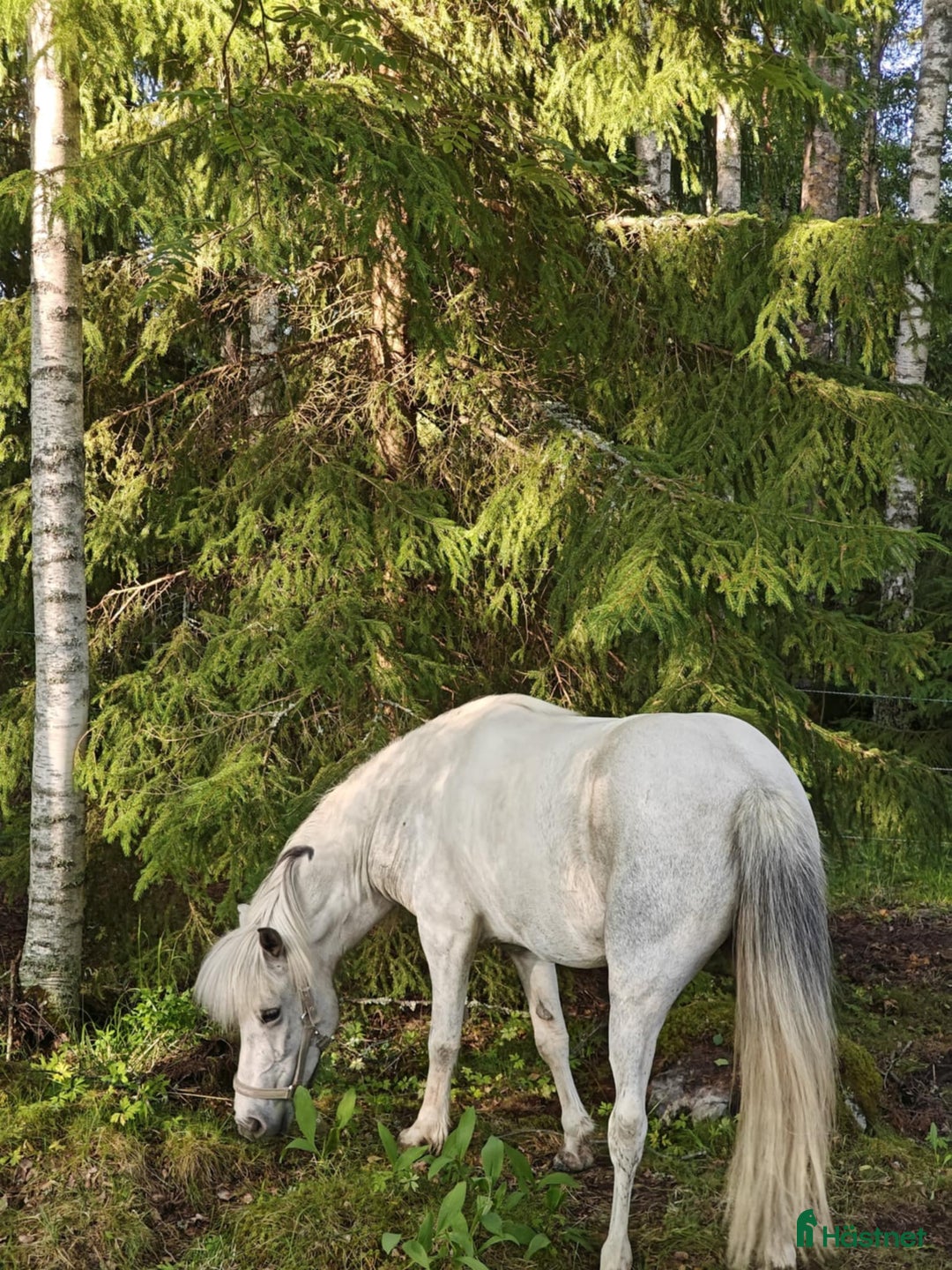 Island hästar till salu: Jara Från Jakobdalsgård i Riddarhyttan - Annons 7