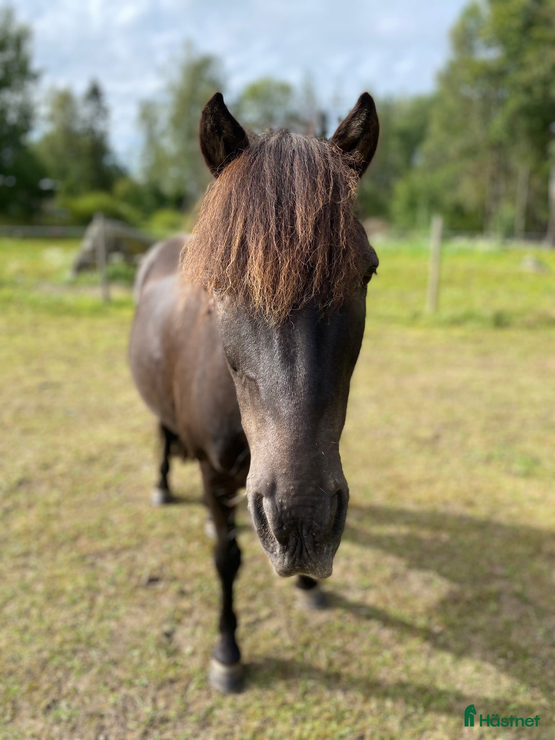  medryttarhäst finnes: Medryttare sökes i Enköping - Annons 1