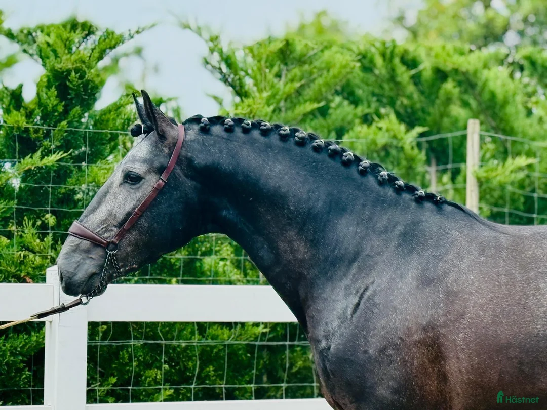 Dressyr hästar till salu: Top PSLusitano valack av högsta kvalitet - Annons 3