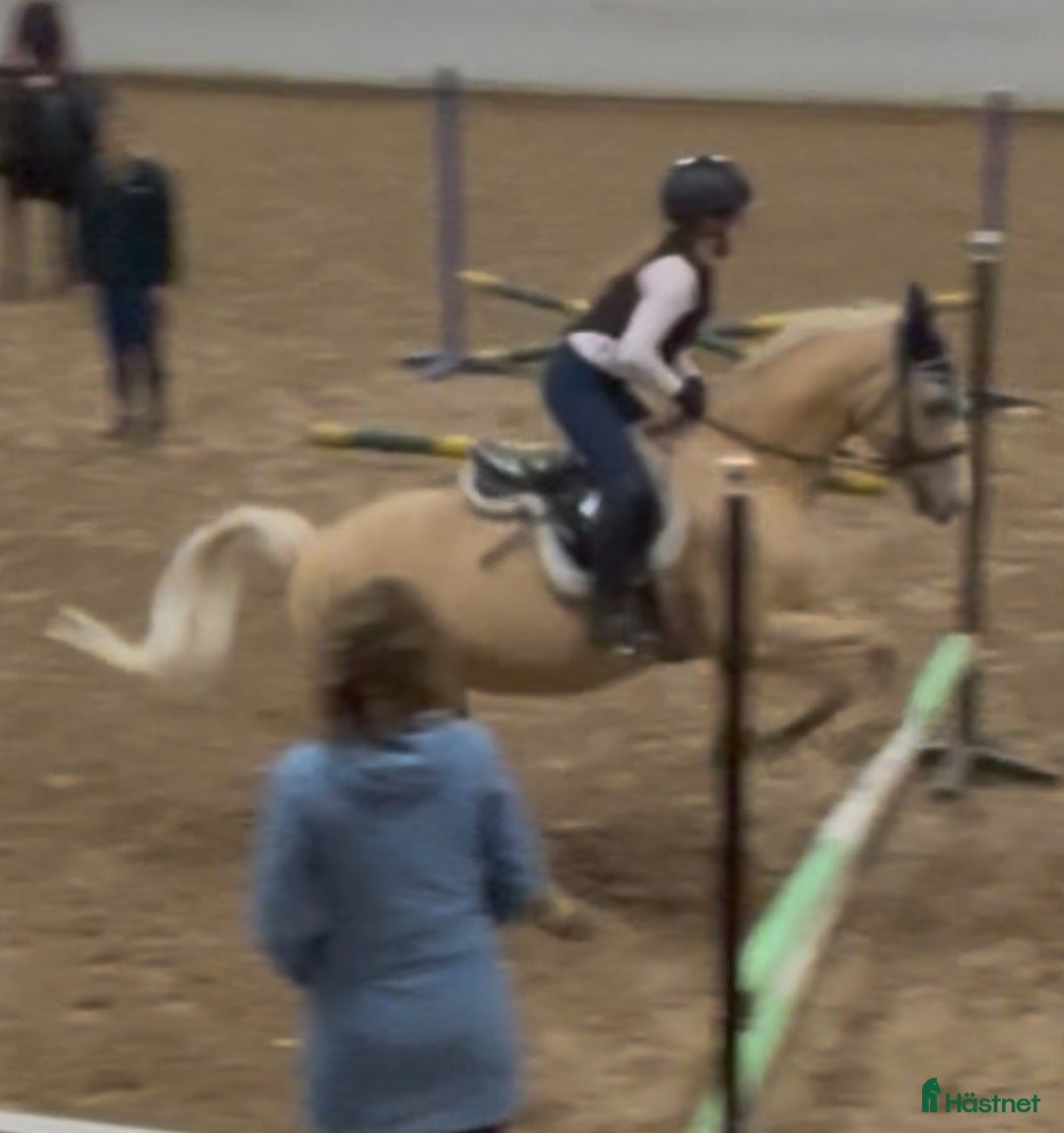 Hoppning hästar sökes: Medryttarponny sökes till 10 åring med ambitioner  i Billdal - Annons 5