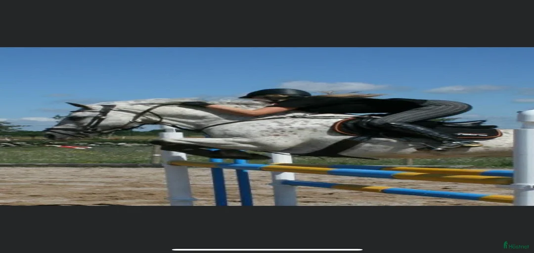 Galleribild {{count}}