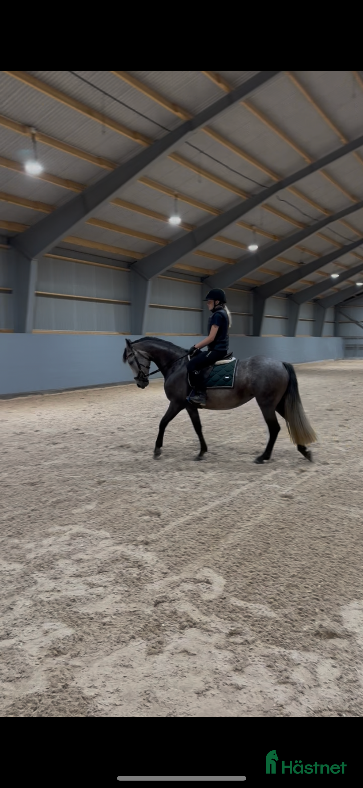  hästar Fantastiskt fin D-ponny - Annons 5