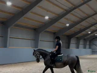 hästar Fantastiskt fin D-ponny - Annons 5