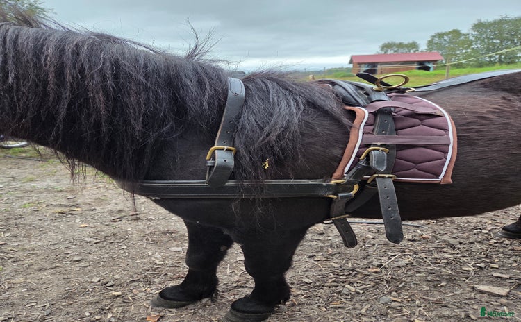 Körselar körning till salu: Bröstsele med svanskappa shetland i Katrineholm - Annons 2