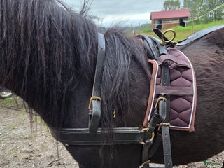 Körselar körning till salu: Bröstsele med svanskappa shetland i Katrineholm - Annons 16