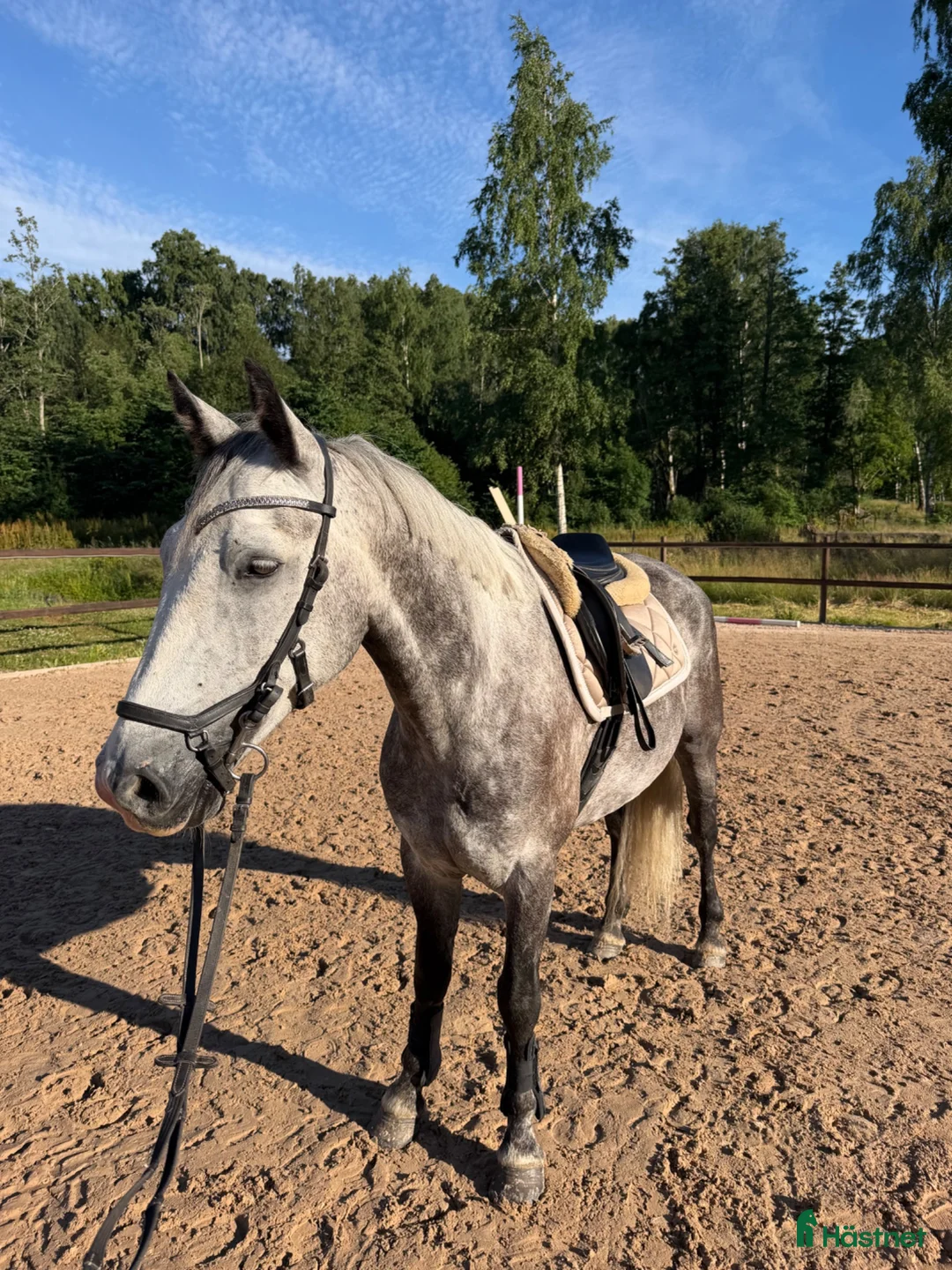 Allround hästar till salu: Fin allround ponny - Annons 1