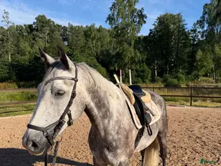 hästar Fin allround ponny - Annons 3