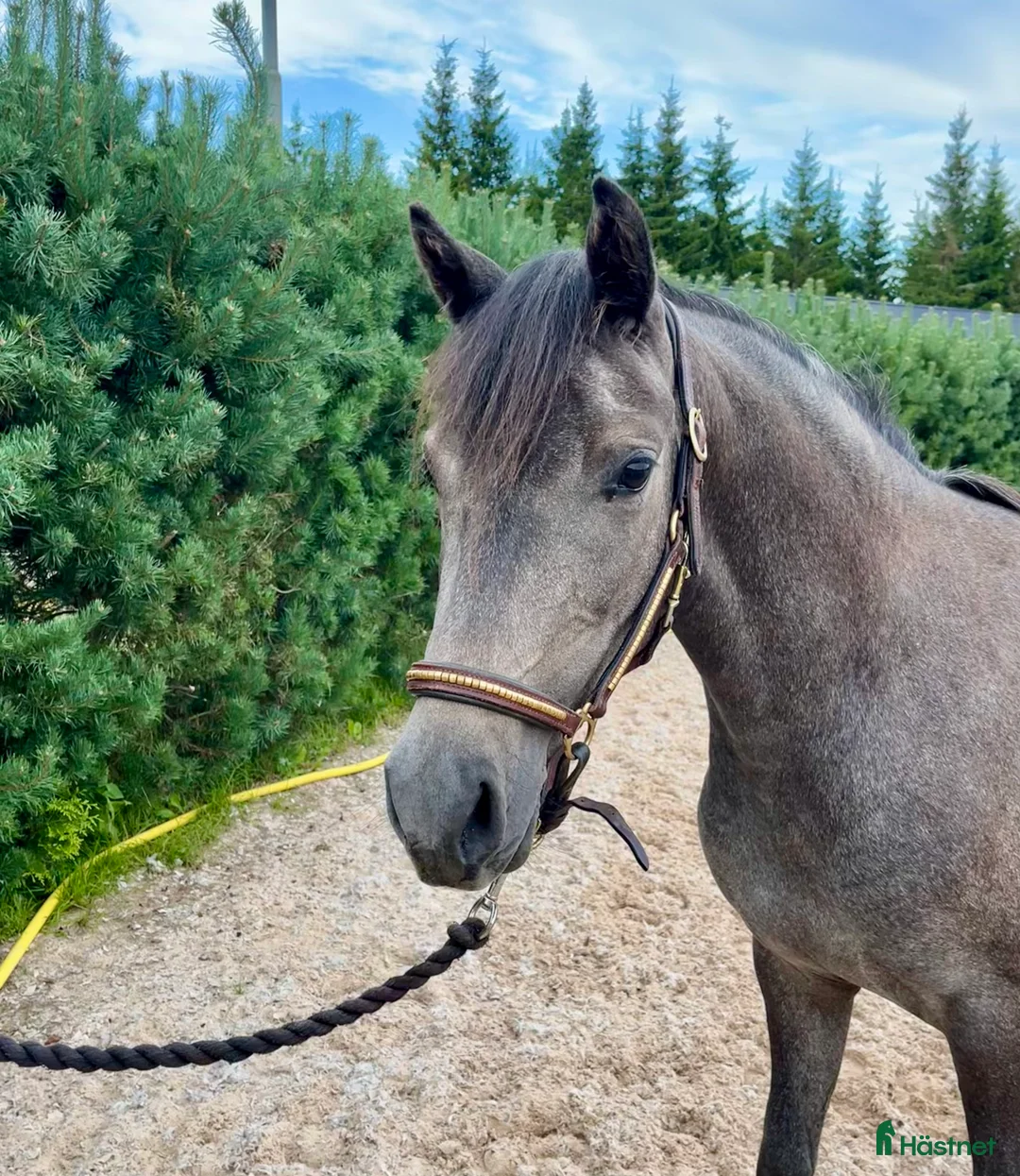 Hoppning hästar till salu: Tillfälle!! Otroligt söt och lovande ungponny i Lammhult - Annons 1