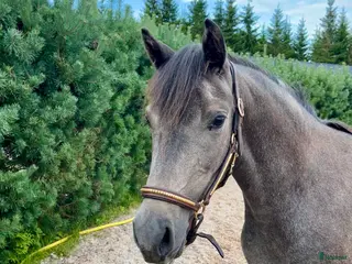 hästar Tillfälle!! Otroligt söt och lovande ungponny i Lammhult - Annons 11
