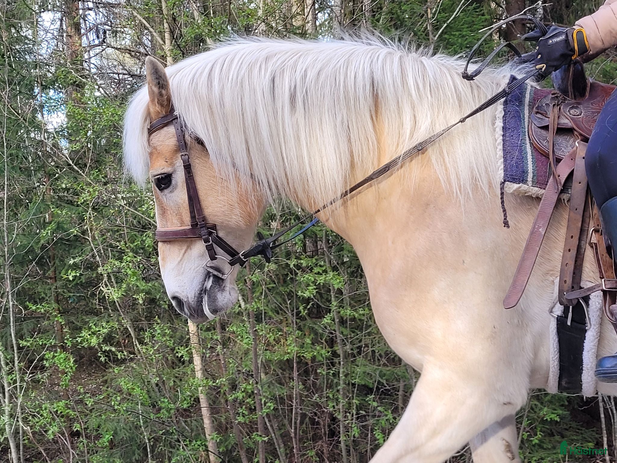  hästar Skogsmulle/tanthäst - Annons 3