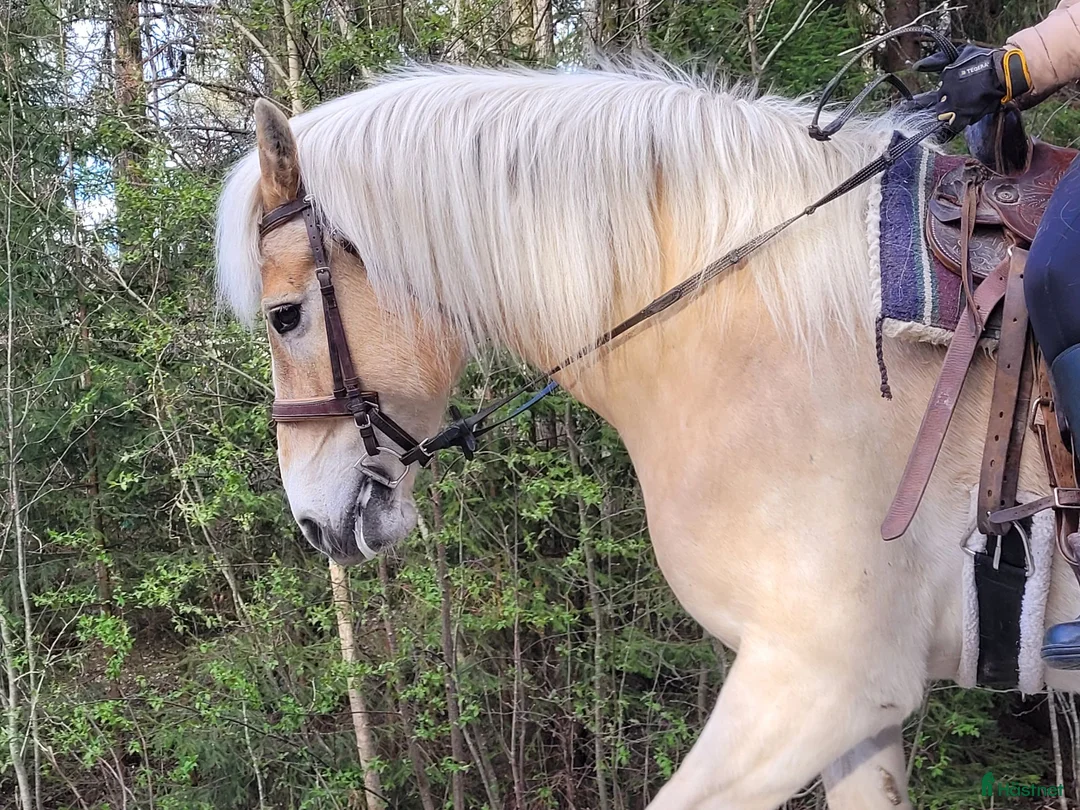 Sällskap hästar till salu: Skogsmulle/tanthäst - Annons 1