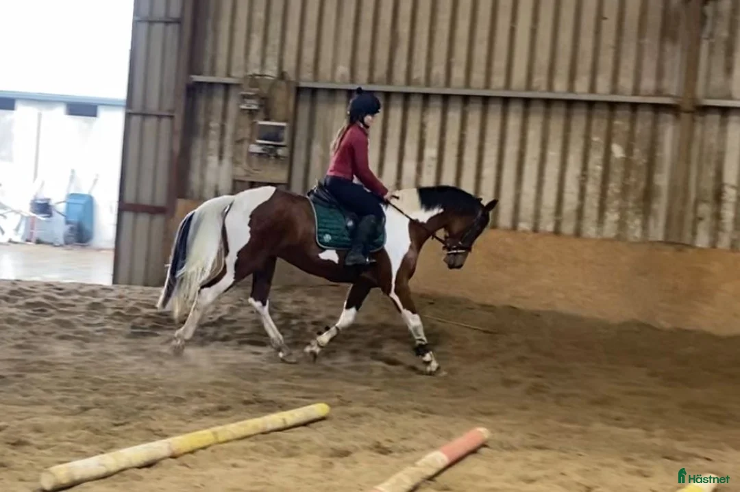 Allround hästar till salu: Selection of ponies i Ljungby - Annons 11