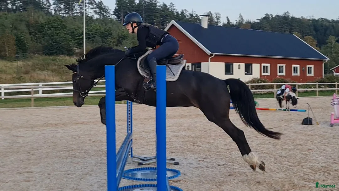 Allround hästar till salu: Vackert allroundsto  - Annons 1