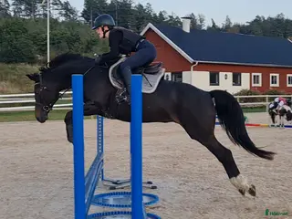 hästar Vackert allroundsto - Annons 6