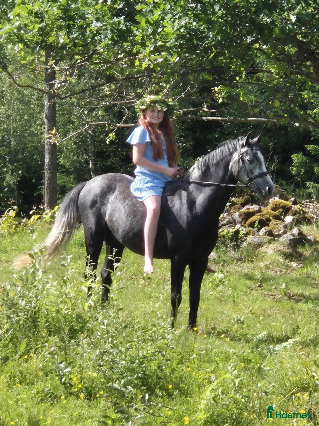 Allround hästar till salu: Otroligt vacker och mjuk valack i Deje - Annons 2