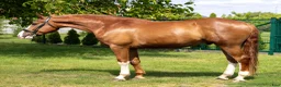 Allround hästar till salu: Top coloured dressage & driving Champion - Annons 3