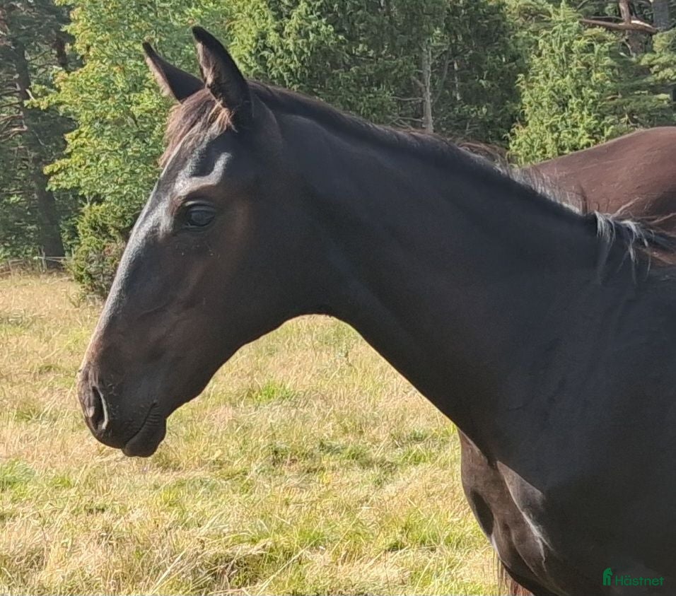  hästar Unghästar i olika åldrar  - Annons 2