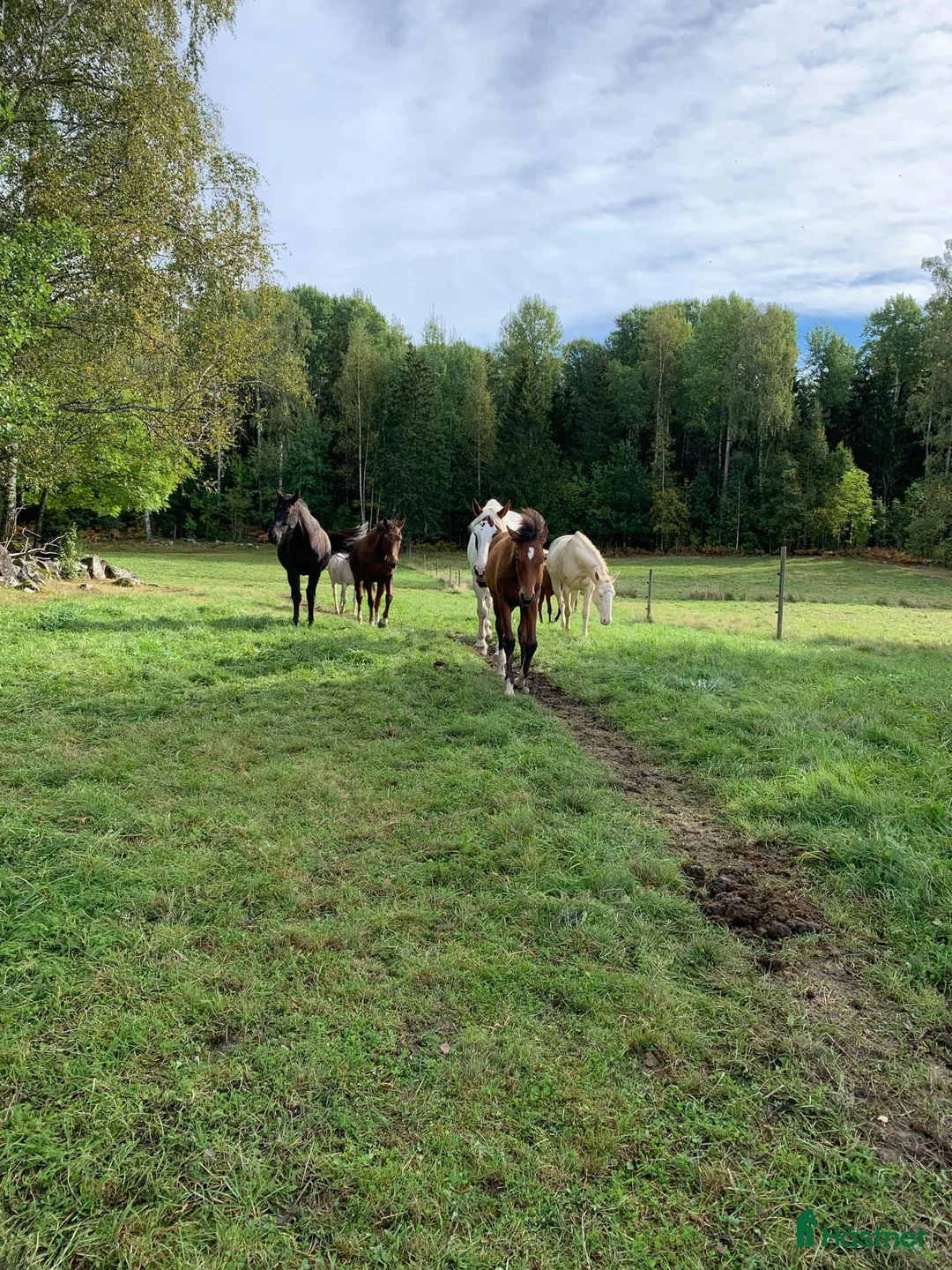  stallplats finnes: Lösdriftsplatser till valack och sto - Annons 1
