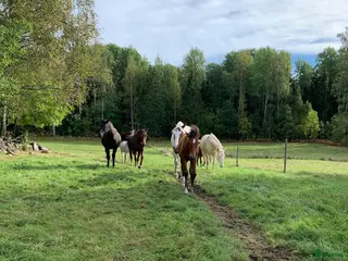 stallplats Lösdriftsplatser till valack och sto - Annons 1