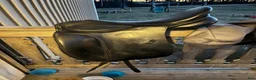 Sadlar hästutrustning till salu: Svart globus dressyr sadel  - Annons 1