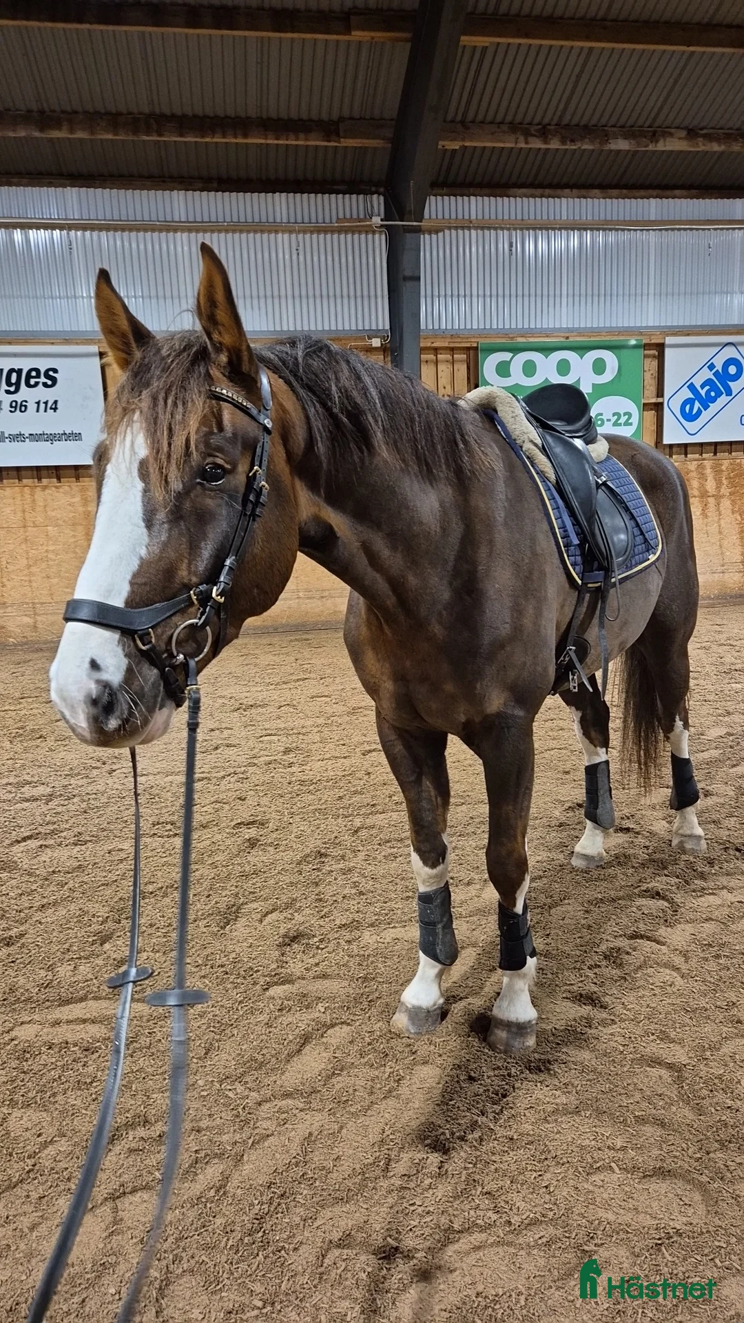 Allround hästar till salu: Snygg schysst valack i Fagerhult - Annons 2