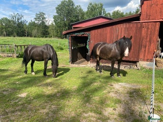 hästar Perfekt mor och dotter häst i Grönskåra - Annons 3