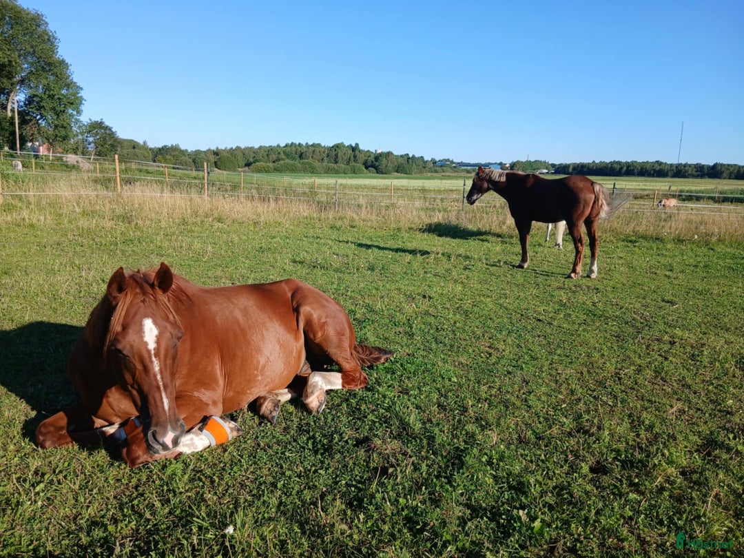  stallplats finnes: Fullskötsel nära Buss i Vallentuna - Annons 1