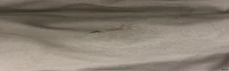 Täcken hästutrustning till salu: Amigo 100g täcke - Annons 2