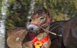 Allround hästar till salu: Lovande Nordsvenskt sto för ridning och sällskap i Broby - Bild 2